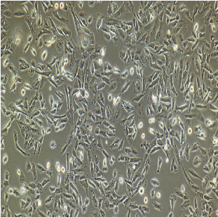 人肺鳞癌细胞H1703