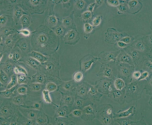 HTR-8/Svneo（人绒毛膜滋养层细胞）