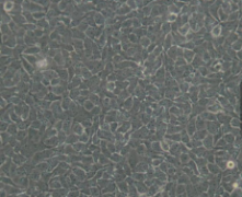 5637（人膀胱癌细胞）(通过STR鉴定)