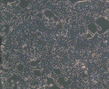 293A  人胚肾细胞(通过STR鉴定)