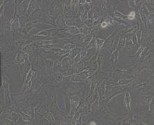 3T3-L1（小鼠胚胎成纤维细胞）