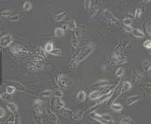 [786-0] 人肾透明细胞腺癌细胞(通过STR鉴定)