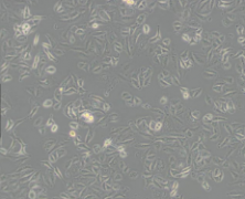 A549 [A-549]（人非小细胞肺癌细胞）(通过STR鉴