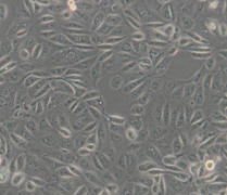 ACHN（人肾细胞腺癌细胞）(通过STR鉴定)