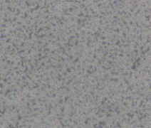 Ana-1 小鼠巨噬细胞