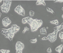 AR42J（大鼠胰腺外分泌细胞）