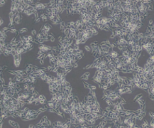 B16（小鼠黑色素瘤细胞）