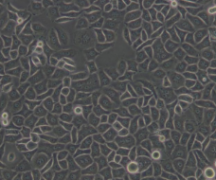BS-C-1（非洲绿猴肾细胞）