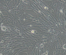 BHK-21 [C-13] 仓鼠肾成纤维细胞