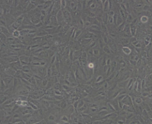 BRL 3A（大鼠肝细胞）