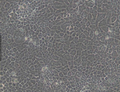 BNL CL.2（小鼠胚胎肝细胞）