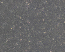 BRL（大鼠肝细胞）