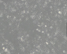 BT-549（人乳腺管癌细胞)通过STR鉴定