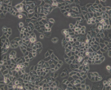 HSPC-1（人造血干细胞）