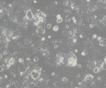 Caco-2（人结直肠腺癌细胞）(通过STR鉴定)