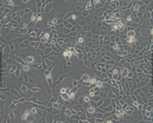 L2（大鼠肺泡上皮细胞）