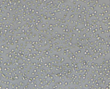 3T3-Swiss albino（小鼠胚胎成纤维细胞）