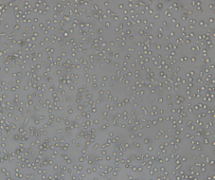 COC1/DDP（人卵巢癌细胞COC1顺铂耐药亚株）