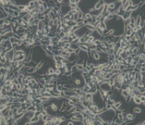 CT26.WT（小鼠结肠癌细胞）