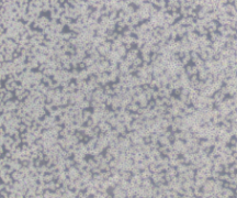 Daudi（人Burkitt's淋巴瘤细胞）