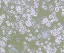 DH82（犬巨噬细胞/狗肾恶性组织细胞增生症细胞）