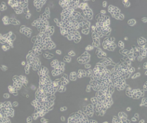 Eca-109（人食管癌细胞）(通过STR鉴定)