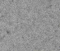 EL4（小鼠淋巴瘤细胞）