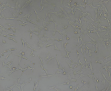 ES-2（人卵巢透明细胞癌细胞）