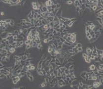 HCT 116（人结肠癌细胞）(通过STR鉴定)