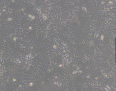 Hepa 1-6（小鼠肝癌细胞）