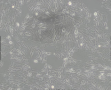 IBRS-2（猪肾细胞）