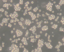 K-562 [K562]（人慢性髓原白血病细胞)通过STR鉴