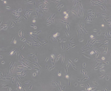 L6（大鼠成肌细胞）