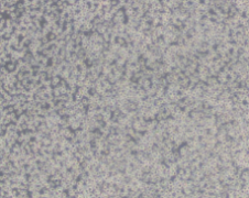 SW48（人结肠腺癌细胞）