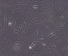 NRK（大鼠肾细胞）