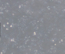 OK（负鼠肾细胞）