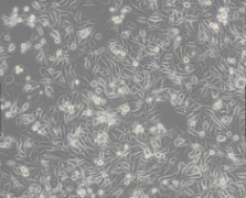 M-20（人胚胎成纤维细胞）