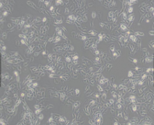 PT67（逆转录酶病毒包装细胞）