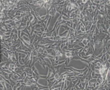 104C1（转化的豚鼠胎体细胞）