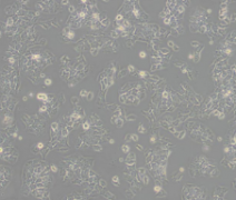 COV434（人卵巢颗粒肿瘤细胞）