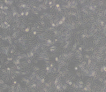 DC2.4（小鼠骨髓来源树突状细胞）