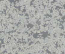  PC-61（小鼠杂交瘤细胞CD25）