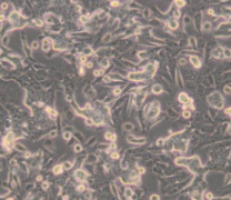  [SW-480]（人结肠癌细胞）通过STR鉴定