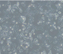 Tb 1 Lu（蝙蝠肺细胞）