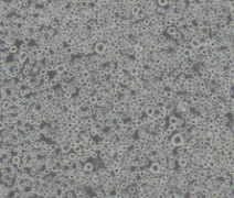 TF-1（人血液白血病细胞）