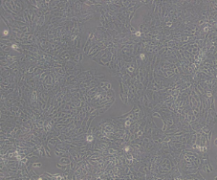 TM3（小鼠睾丸间质细胞）