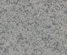 U-937（人组织细胞淋巴瘤细胞）