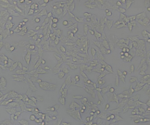 Y1(Y-1)（小鼠肾上腺皮质瘤细胞）