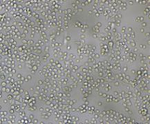 L6565（小鼠白血病克隆细胞系）