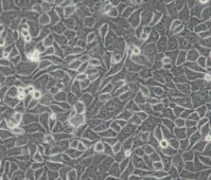 CNE-2Z（人鼻咽癌细胞）